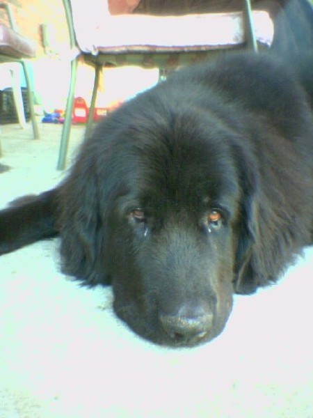 Lady