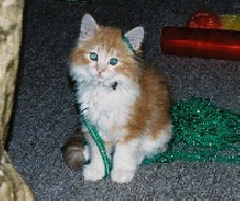 My cat Rosco