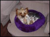 Bailey in Wraps
