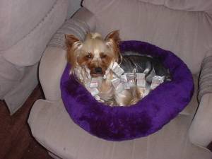 Bailey in Wraps
