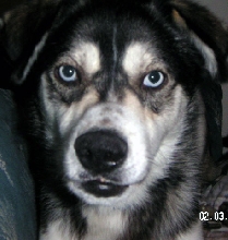Keeba's closeup