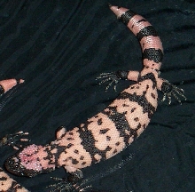 Banded Gila