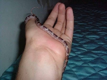 Corn snake