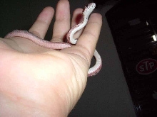 corn snake