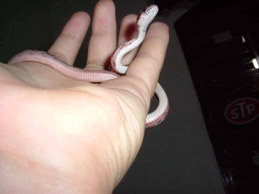 corn snake