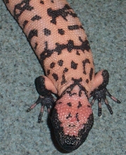 Banded Gila juv