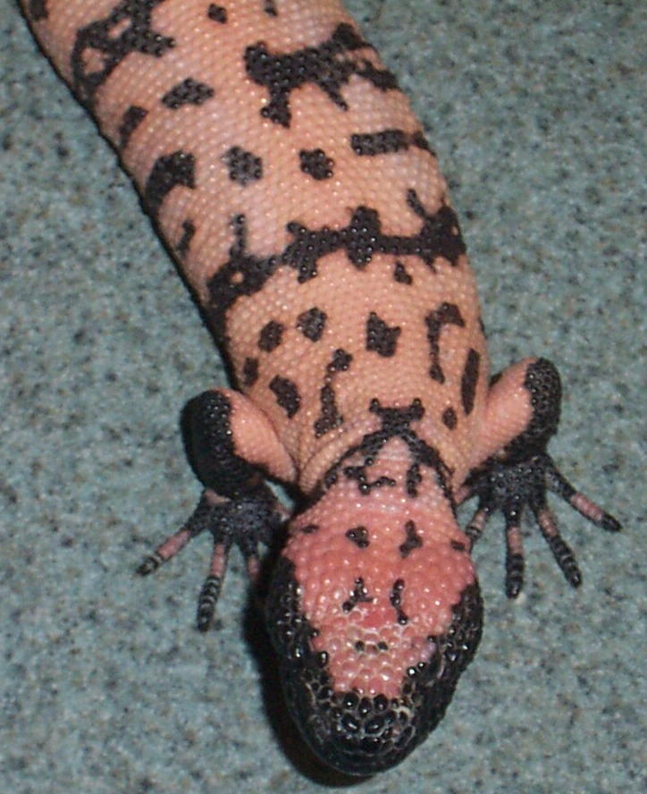 Banded Gila juv