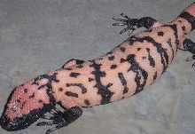 Pink Banded Gila