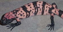 Pink Banded Gila