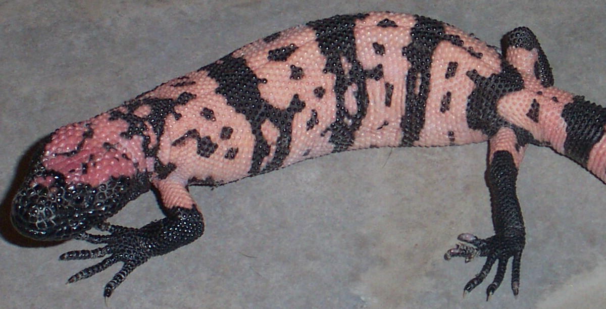 Pink Banded Gila
