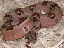Pastel Hypo Boa!!