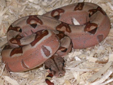 Pastel Hypo Boa!!
