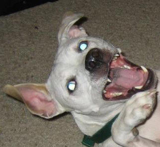 Evil face