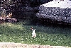 Jumping
