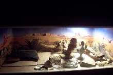 Leo Tank