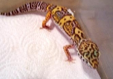 What Morph is this?