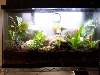 dartfrog tank