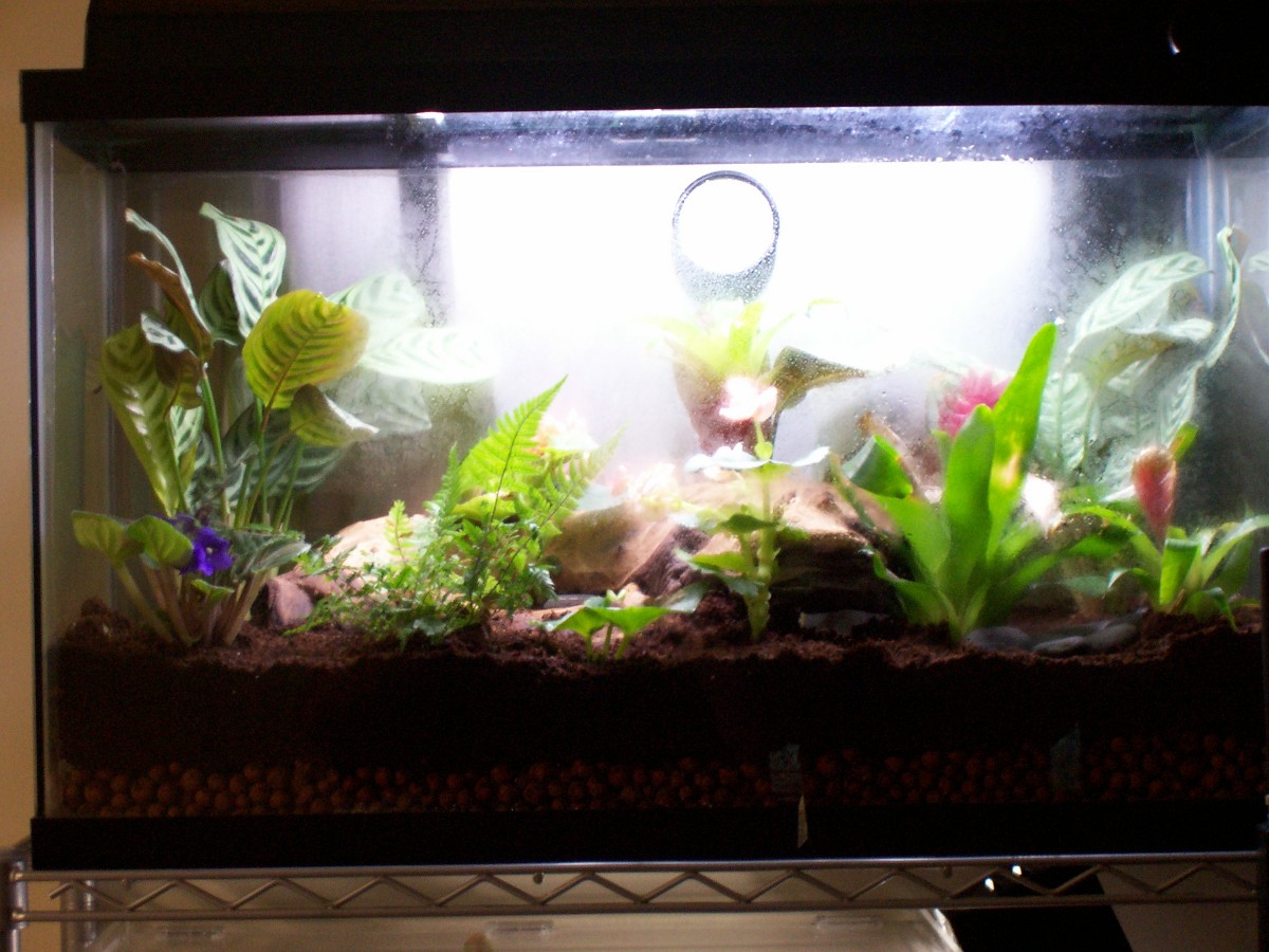 dartfrog tank