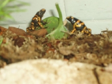 Pair of Leucs