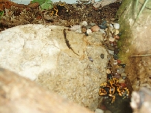 Leucomelas in terrarium