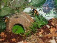 King of the hut!