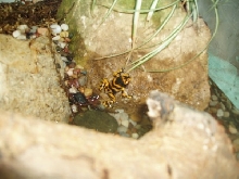 D. Leucomelas - quick swim!