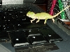 Dexter typing away! (1 month)