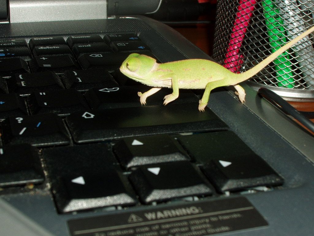 Dexter typing away! (1 month)
