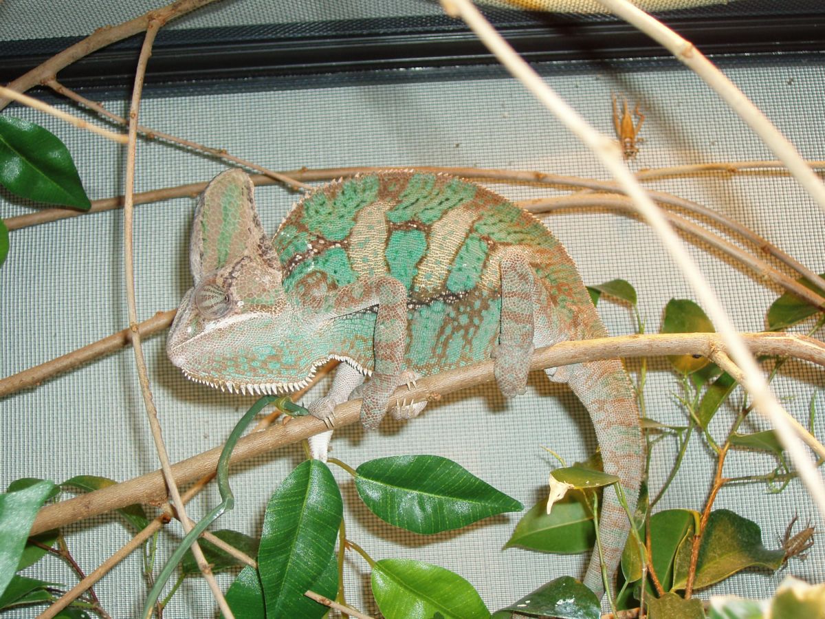Dex the rex @ 11.5 months