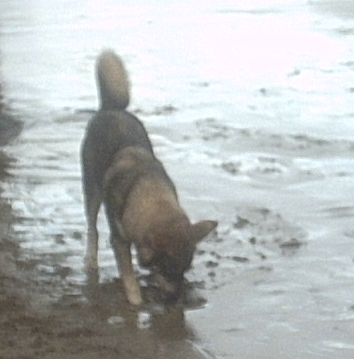 timba beach