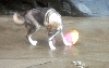 frisbee