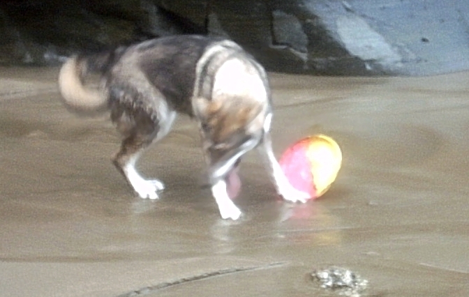frisbee
