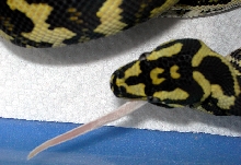 "Fluffy" Attacks, Eats Second 'Hopper'