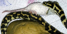 "Fluffy" Eating Third 'Hopper'