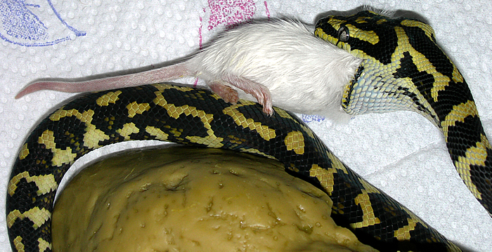 "Fluffy" Eating Third 'Hopper'