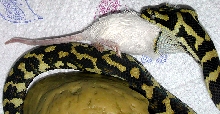 "Fluffy" Eating Third 'Hopper'