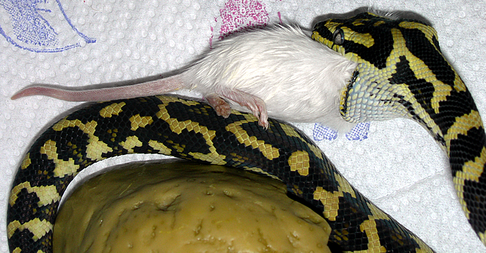 "Fluffy" Eating Third 'Hopper'