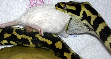 "Fluffy" Eating Third 'Hopper'