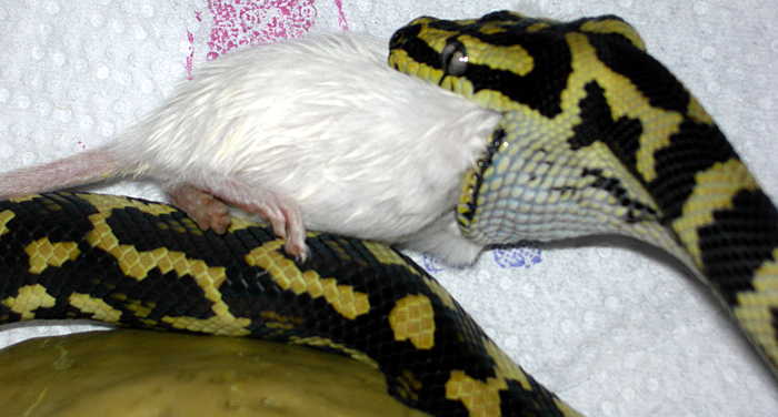 "Fluffy" Eating Third 'Hopper'