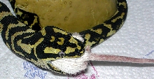 "Fluffy" Eating Third 'Hopper'
