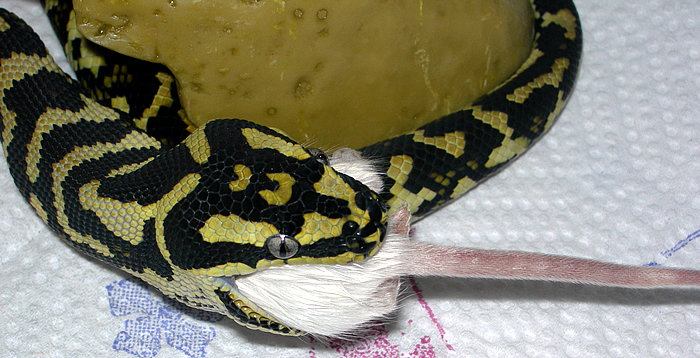 "Fluffy" Eating Third 'Hopper'