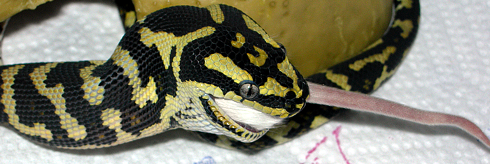 "Fluffy" Eating Third 'Hopper'