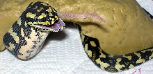"Fluffy" Eats Third 'Hopper'