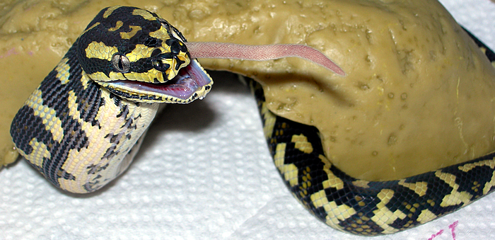 "Fluffy" Eats Third 'Hopper'