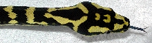 Second Shed