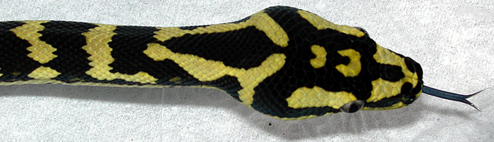 Second Shed