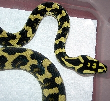 "Fluffy" Following Fourth Shed