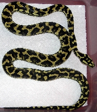 "Fluffy" Following Fourth Shed