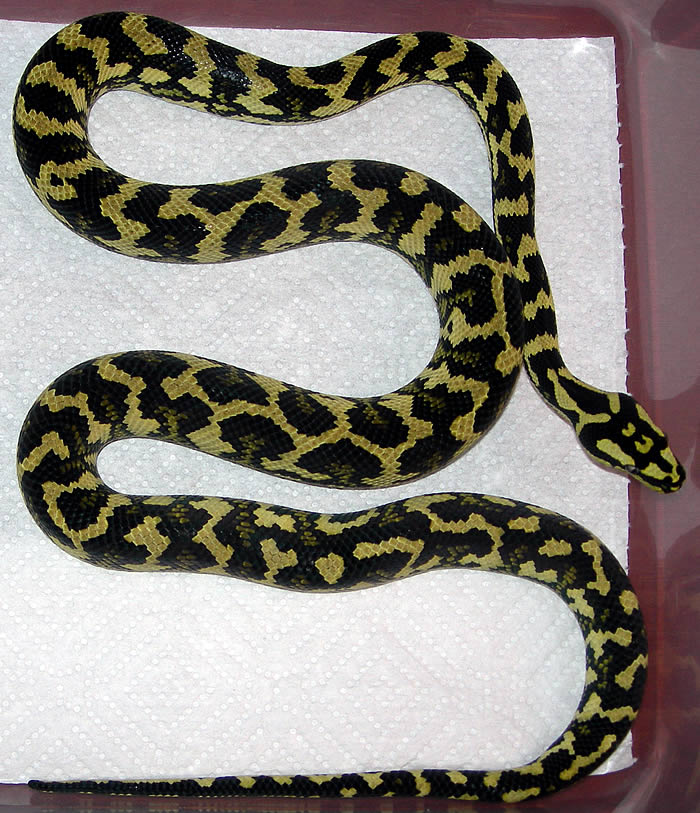"Fluffy" Following Fourth Shed