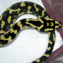 "Fluffy" Following Fourth Shed
